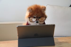 プログラミングする犬